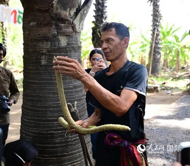 塔纳姆大叔向外国媒体记者讲述如何割花取汁。人民网记者 简承渊摄